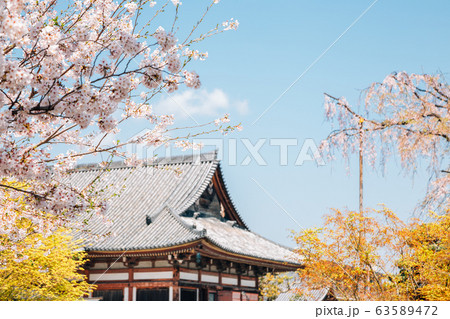 Toji temple and spring cherry blossoms in Kyoto, Japan 63589472