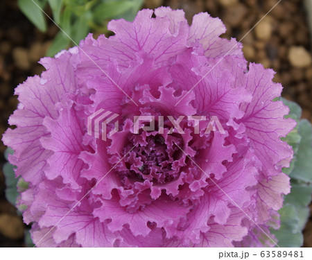 赤紫色　ハボタン 63589481