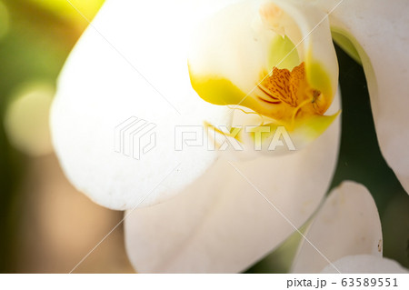 Beautiful blooming orchids in forest 63589551