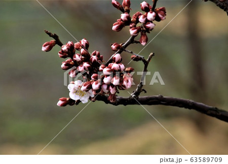 梅一輪咲く 梅一輪咲く 63589709