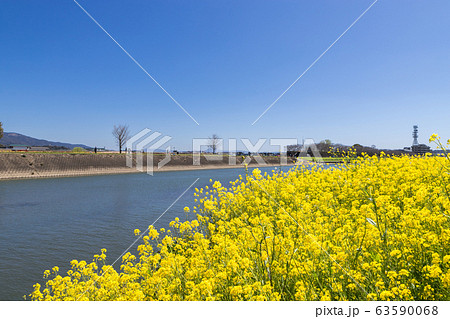 遠賀川河川敷の菜の花　福岡県直方市 63590068