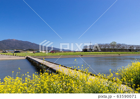 遠賀川河川敷の菜の花 福岡県直方市 遠賀川河川敷の菜の花 福岡県直方市 63590071