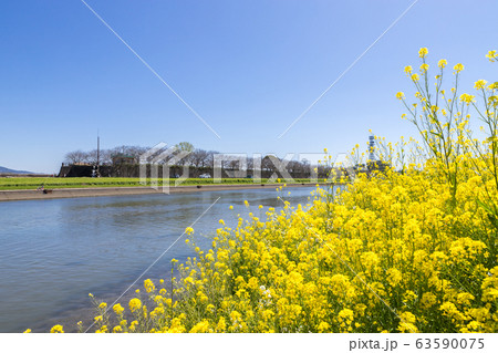 遠賀川河川敷の菜の花 福岡県直方市 遠賀川河川敷の菜の花 福岡県直方市 63590075