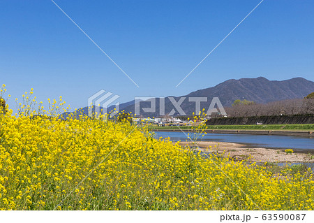 遠賀川河川敷の菜の花 福岡県直方市 遠賀川河川敷の菜の花 福岡県直方市 63590087