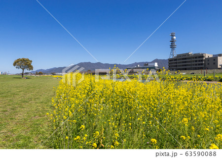 遠賀川河川敷の菜の花　福岡県直方市 63590088