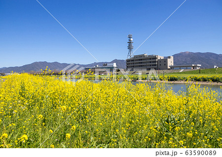 遠賀川河川敷の菜の花　福岡県直方市 63590089