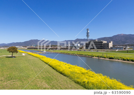 遠賀川河川敷の菜の花　福岡県直方市 63590090