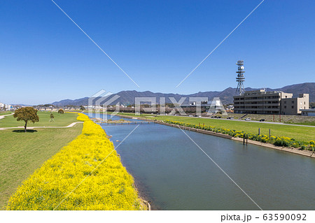 遠賀川河川敷の菜の花 福岡県直方市 遠賀川河川敷の菜の花 福岡県直方市 63590092
