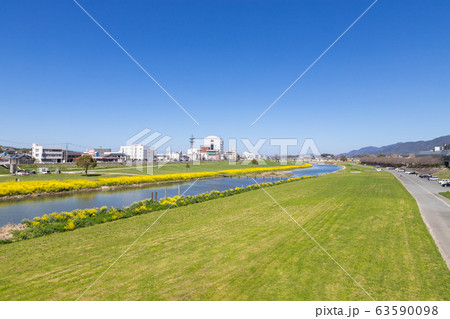 遠賀川河川敷の菜の花 福岡県直方市 遠賀川河川敷の菜の花 福岡県直方市 63590098