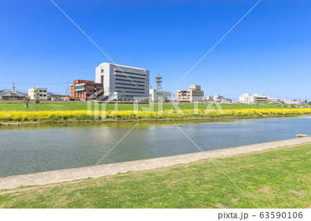 遠賀川河川敷の菜の花と直方市役所 福岡県直方市 遠賀川河川敷の菜の花と直方市役所 福岡県直方市 63590106
