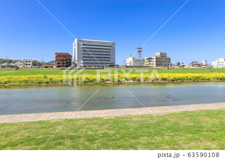 遠賀川河川敷の菜の花と直方市役所 福岡県直方市 遠賀川河川敷の菜の花と直方市役所 福岡県直方市 63590108