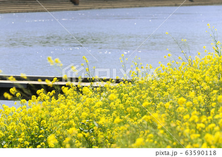 遠賀川河川敷の菜の花 福岡県直方市 遠賀川河川敷の菜の花 福岡県直方市 63590118