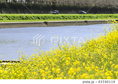 遠賀川河川敷の菜の花　福岡県直方市 63590119