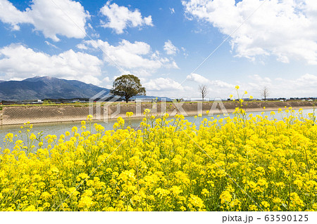 遠賀川河川敷の菜の花　福岡県直方市 63590125