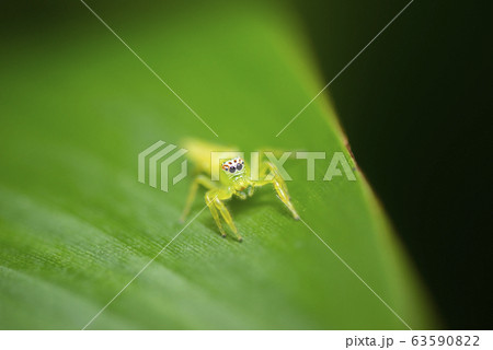 Green Jumping Spider 63590822
