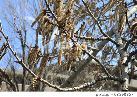 ヤマナラシ 63590857