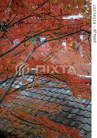 Colorful fall color leaves in Eikando Zenrinji 63591307