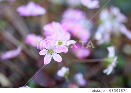 オオミスミソウの花 63591374