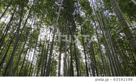 Arashiyama Bamboo Forest famous place in Kyoto Arashiyama Bamboo Forest famous place in Kyoto 63591599