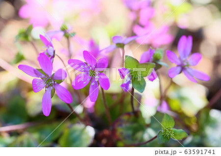 オオミスミソウの花 オオミスミソウの花 63591741