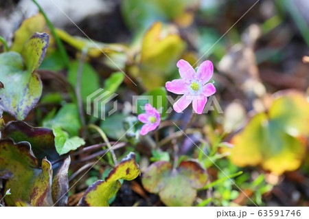 オオミスミソウの花 63591746