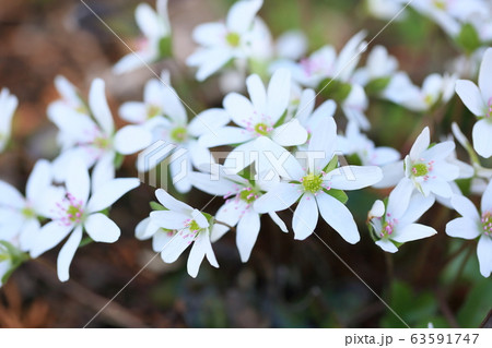 オオミスミソウの花 63591747