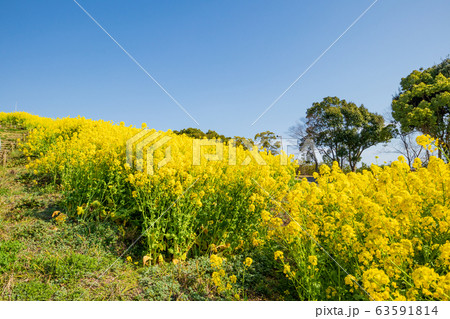 神戸総合運動公園の菜の花 63591814