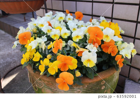 玄関前の鉢植え　ビオラ 63592001