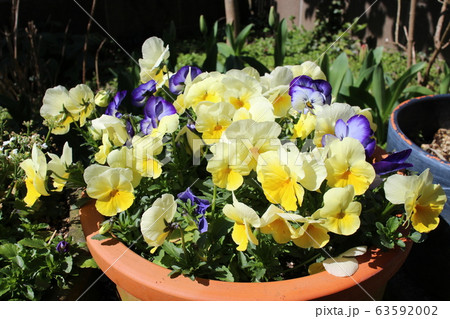 三色すみれ 三色すみれ 63592002