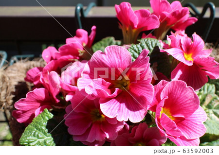 プリムラ 63592003