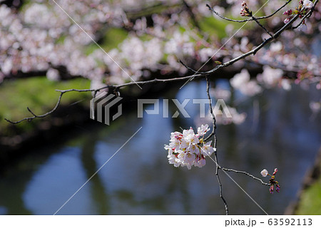 開花が進む岸辺の桜 小江戸川越 新河岸川の桜並木 2020 開花が進む岸辺の桜 小江戸川越 新河岸川の桜並木 2020 63592113