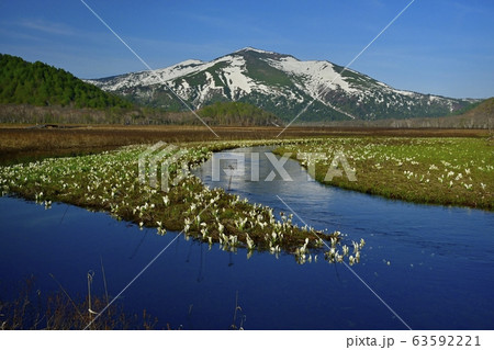 ミズバショウ咲く尾瀬ヶ原に下の大堀川と池塘に至仏山 ミズバショウ咲く尾瀬ヶ原に下の大堀川と池塘に至仏山 63592221