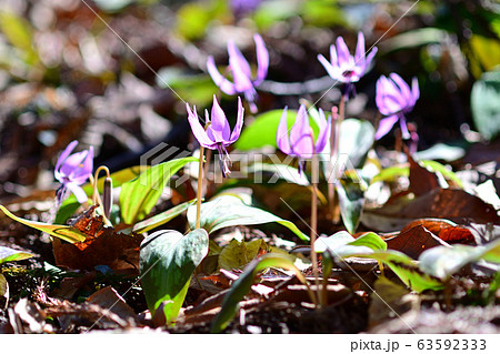カタクリ カタクリ 63592333