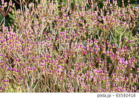 ツツジの花芽の写真素材
