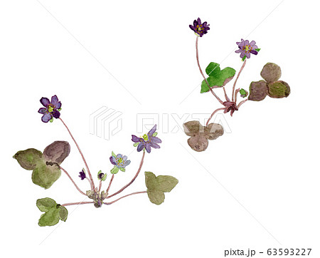 Hepatica Nobilis ミスミソウのイラスト素材