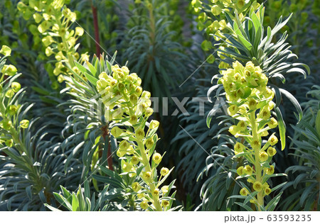 ユーフォルビア ウルフェニー 63593235