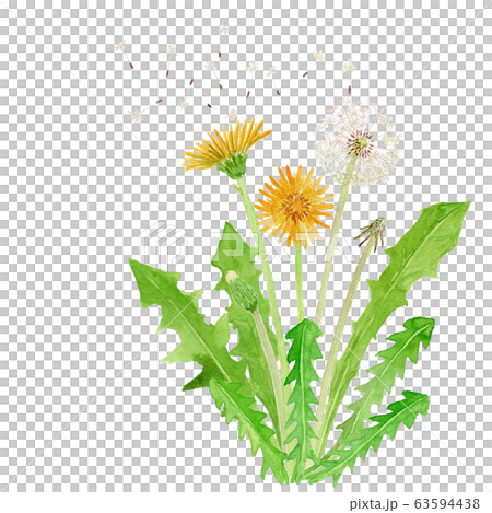 Taraxacum タンポポ Taraxacum タンポポ 63594438