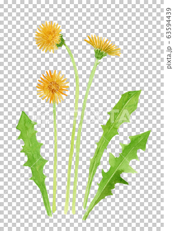Taraxacum タンポポ Taraxacum タンポポ 63594439