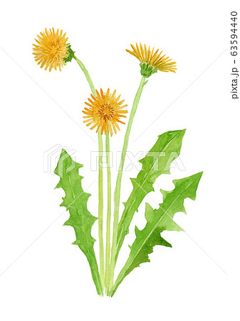 Taraxacum タンポポのイラスト素材 [63594440] - PIXTA