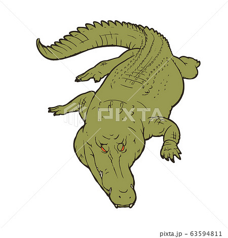 Illustration Of A Ferocious Crocodile Whole Body Stock Illustration