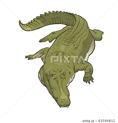Illustration Of A Ferocious Crocodile Whole Body Stock Illustration