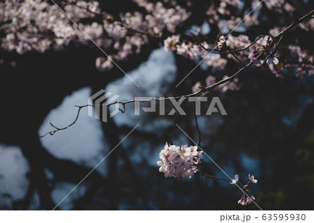 満開を迎える桜 川面の上の枝 b-2 マット仕上げ 満開を迎える桜 川面の上の枝 b-2 マット仕上げ 63595930