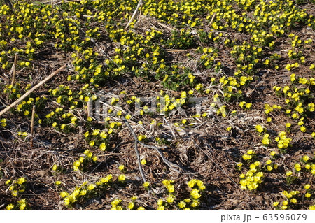 福寿草　ふくじゅそう　フクジュソウ 63596079