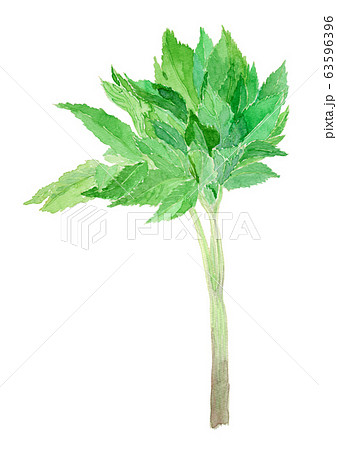 Angelica keiskei アシタバ 63596396