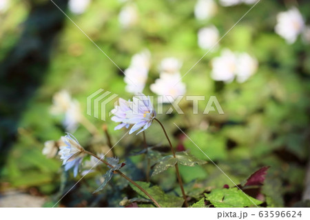 ユキワリイチゲの花 ユキワリイチゲの花 63596624