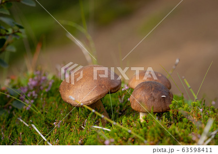 Short brown mushroom with blurred hills on background Short brown mushroom with blurred hills on background 63598411