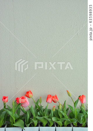 チューリップ 63598935