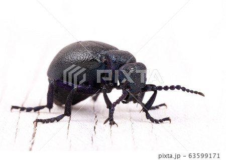 poisonous violet oil beetle isolated on white poisonous violet oil beetle isolated on white 63599171