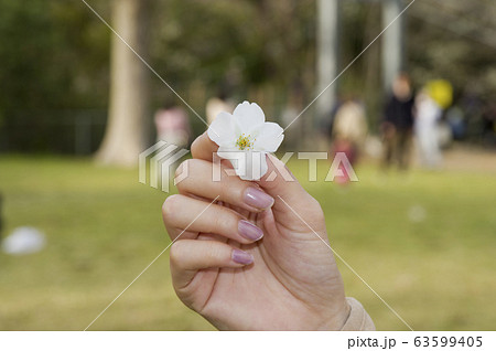 ソメイヨシノの花びらを持つ手 ソメイヨシノの花びらを持つ手 63599405