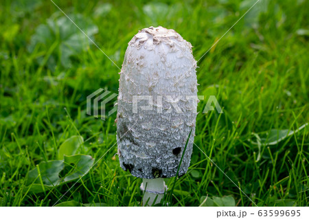 Shaggy Ink Cap (Coprinus comatus fungi) edible Shaggy Ink Cap (Coprinus comatus fungi) edible 63599695